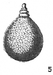 Lagena favoso-punctata
