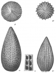 Lagena feildeniana