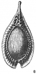 Lagena formosa comata
