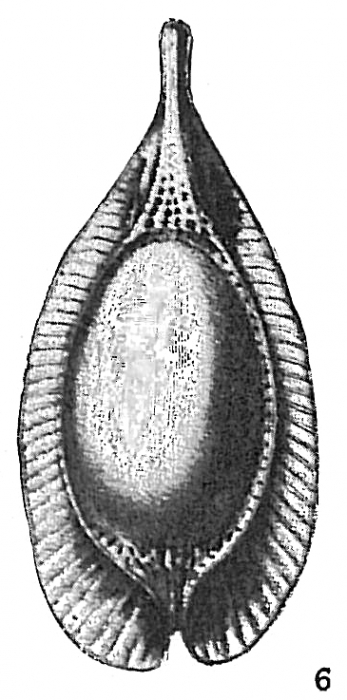 Fissurina stschedrinae not Lagena formosa Fissurina stschedrinae not Lagena formosa
