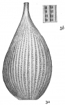 Lagena foveolata paradoxa