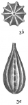 Lagena foveolata