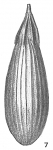Lagena gracilis, author: Cedhagen, Tomas