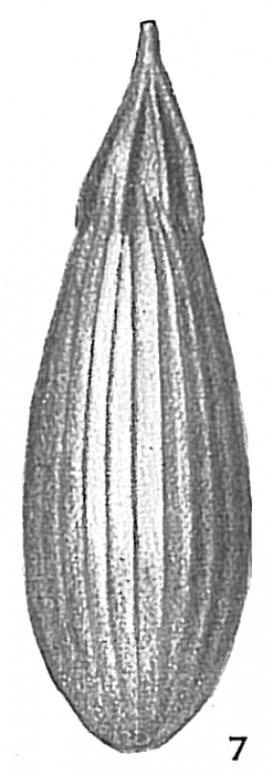 Lagena gracilis Lagena gracilis