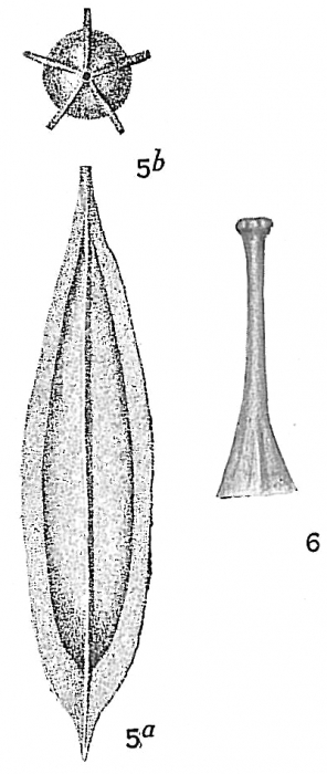 Lagena gracilis Lagena gracilis