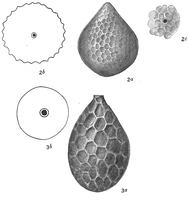 Lagena hexagona Lagena hexagona