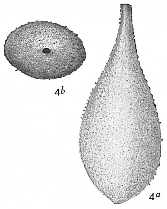 Lagena hispida Lagena hispida