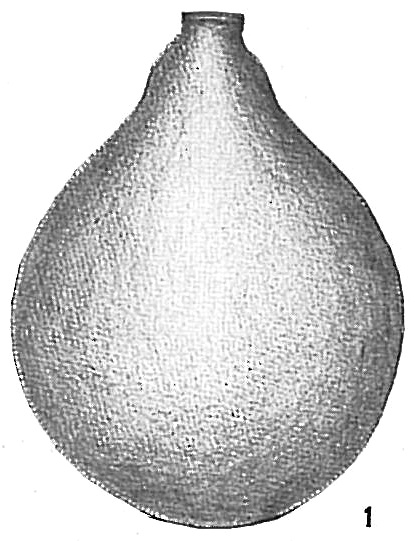 Lagena hispida Lagena hispida