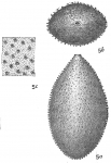 Lagena hystrix