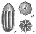 Lagena inferocostata