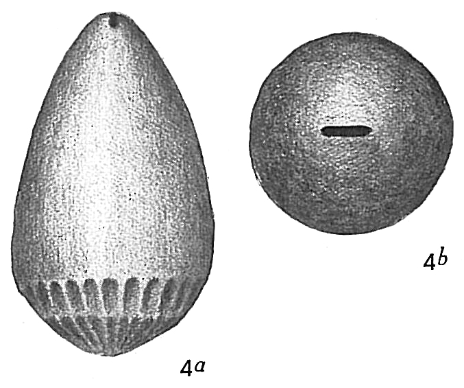 Lagena intermedia Lagena intermedia