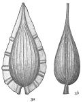 Lagena lagenoides var. tenuistriata, author: Cedhagen, Tomas