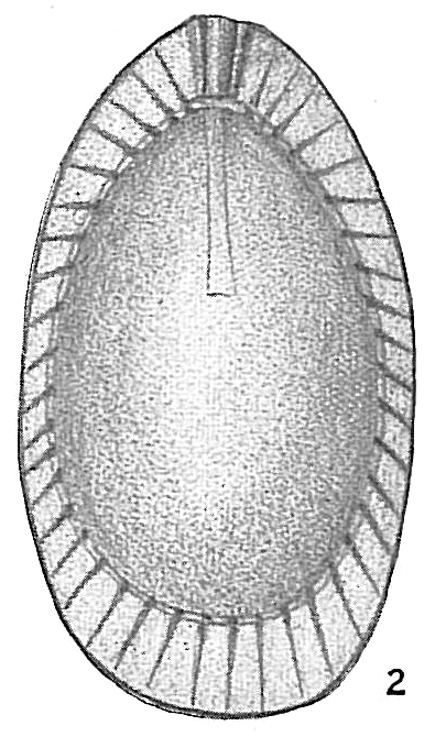Lagena lagenoides Lagena lagenoides