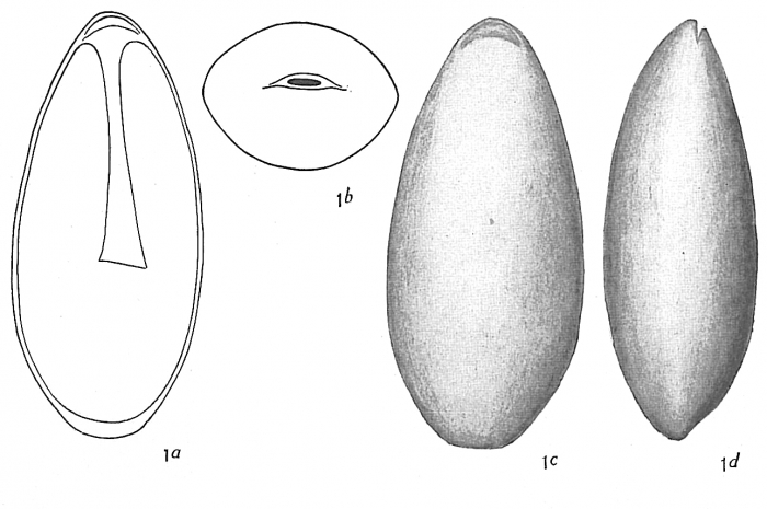 Lagena lateralis Lagena lateralis