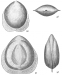 Lagena marginata var.