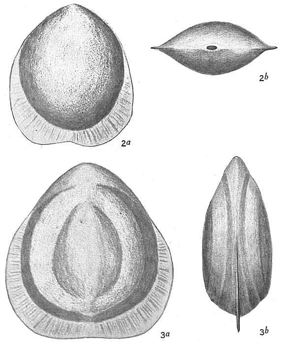 Lagena marginata var. Lagena marginata var.