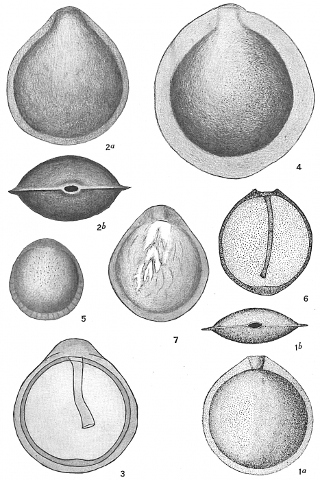 Lagena marginata Lagena marginata