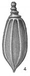 Lagena mucronulata