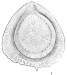 Lagena orbignyana alata