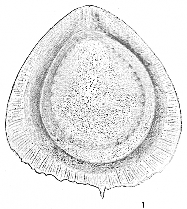 Lagena orbignyana alata Lagena orbignyana alata