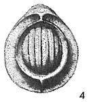 Lagena orbignyana clathrata