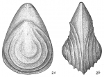 Lagena orbignyana concentrica