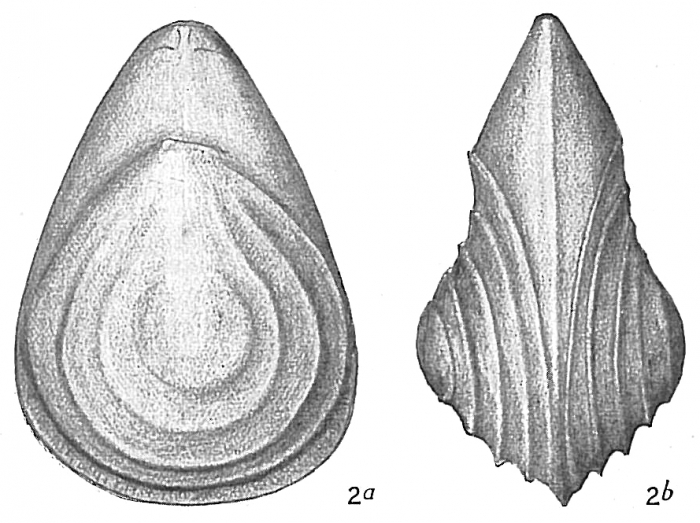 Lagena orbignyana concentrica Lagena orbignyana concentrica