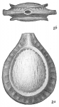 Lagena orbignyana crenulata