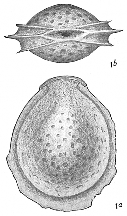 Lagena orbignyana var. lacunata Lagena orbignyana var. lacunata