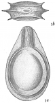 Lagena orbignyana