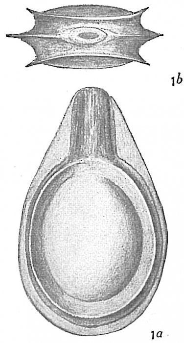 Lagena orbignyana Lagena orbignyana