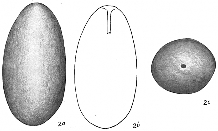 Lagena ovum Lagena ovum