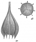 Lagena plumigera