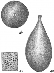 Lagena punctulata