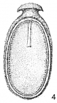 Lagena quadrata rizzae Misinterpretation