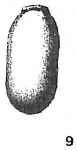 Lagena quadrata
