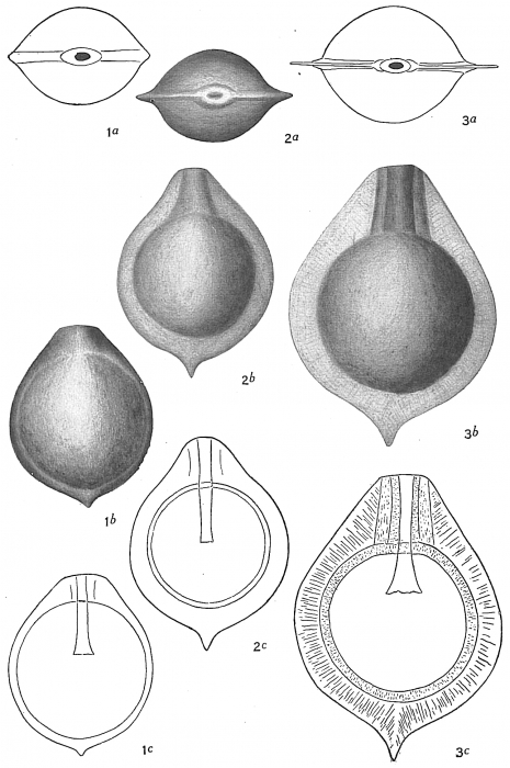Lagena sacculus sensu Cushman (1913) NOT Fornassini (1901) Lagena sacculus sensu Cushman (1913) NOT Fornassini (1901)