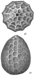 Lagena squamosa