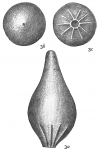 Lagena stelligera