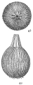 Lagena striata var. haidingeri, author: Cedhagen, Tomas