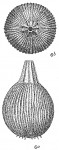 Lagena striata var. haidingeri