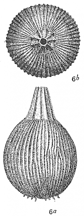 Lagena striata var. haidingeri Lagena striata var. haidingeri