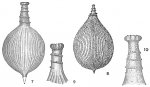 Lagena striata strumosa