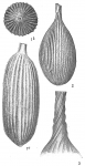 Lagena striata var. substriata