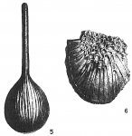 Lagena striato-areolata