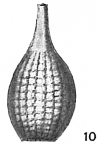Lagena striato-punctata