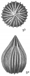 Lagena sulcata alticostata