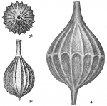 Lagena sulcata apiculata