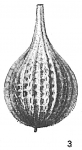 Lagena torquata