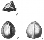 Lagena trigonomarginata
